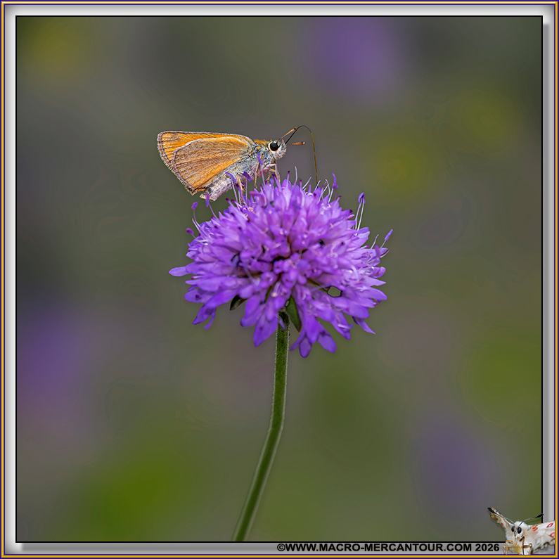 Sylvaine (Hesperiidae)